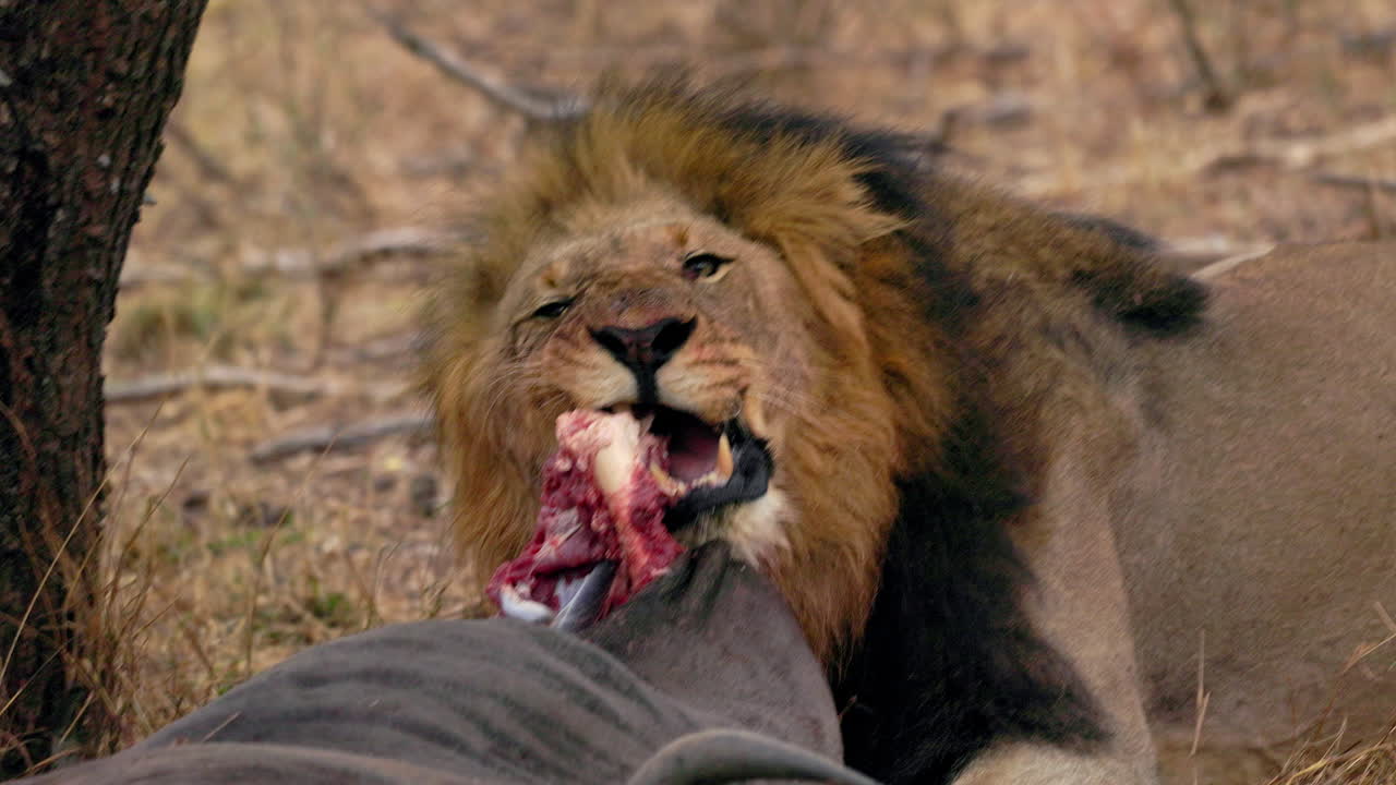 Close up of a lion eating a dead wildebeest near a tree, in the savanna of the Kruger National Park, in South Africa