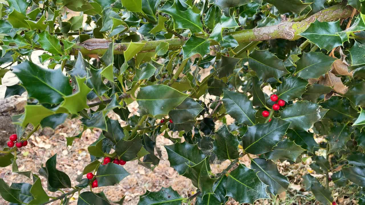 Close-up of Holly Bush with Red Berries