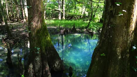 árboles-En-Agua-De-Manantial-Natural