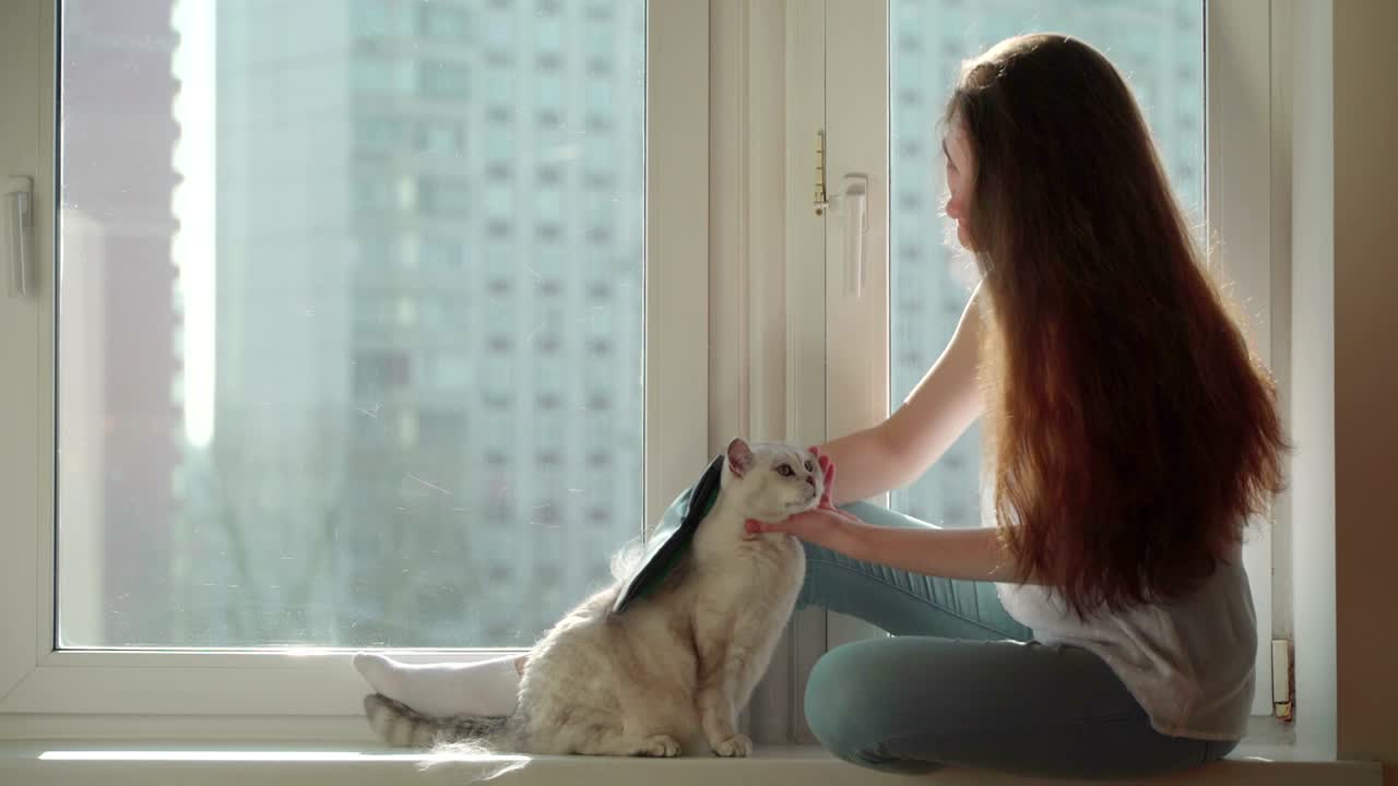 알레르기에 대한 약: 알레르기의 원천으로 고양이 털의 개념