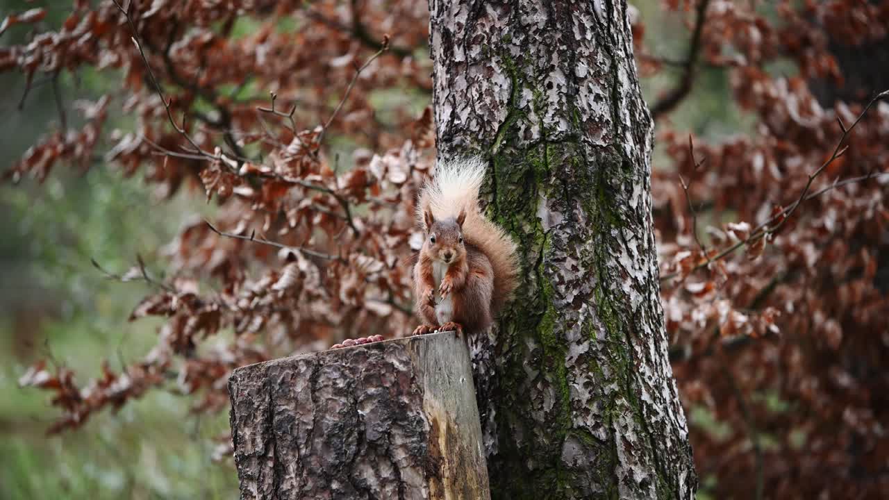 Cute Red Squirrel eating nuts on a tree stump in the middle of the forest
