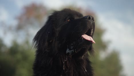 black neufoundland gaint dog with tongue out, slow motion tracking in