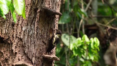 pájaro carpintero negro y beige, meiglyptes jugularis, parque nacional khao yai, tailandia