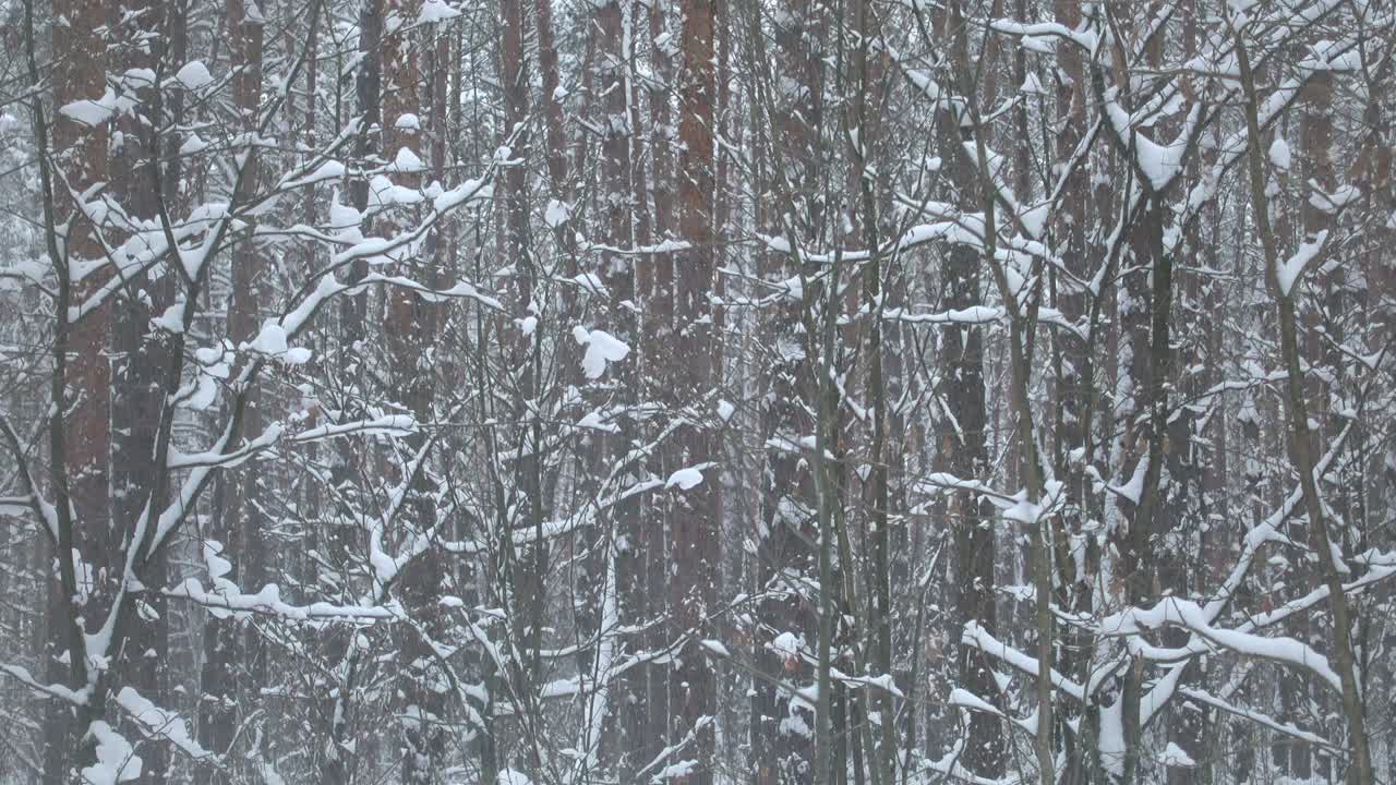아름다운 겨울 숲에서 눈이 내리는 없는 비디오, 자연 눈.