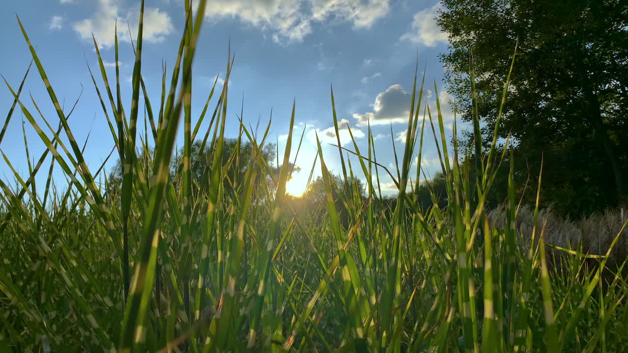 일출의 낮은 각도 와이드 샷, 녹색 식물 사이의 푸른 하늘