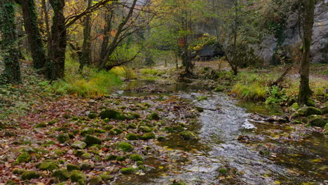 autumn forest stream with colorful leaves and mossy rocks