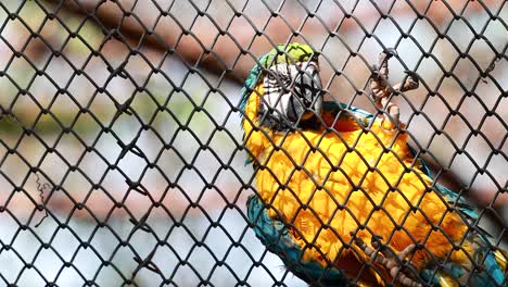 colorful macaw interacting through a wire fence