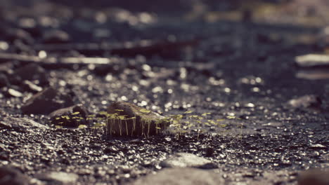 close up of a small plant growing on a rock