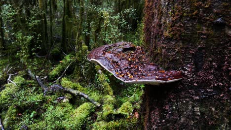 Close-up-shot-of-growing-mushrooms-on-wet-wooden-tree-in-deep-rainforest