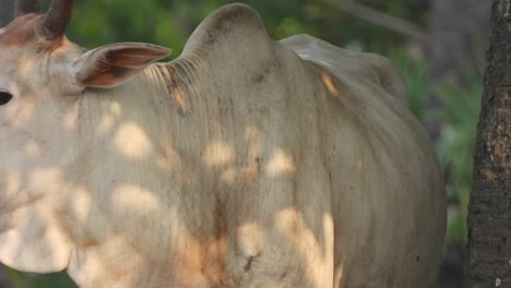 cow relaxing in tree and waiting for food