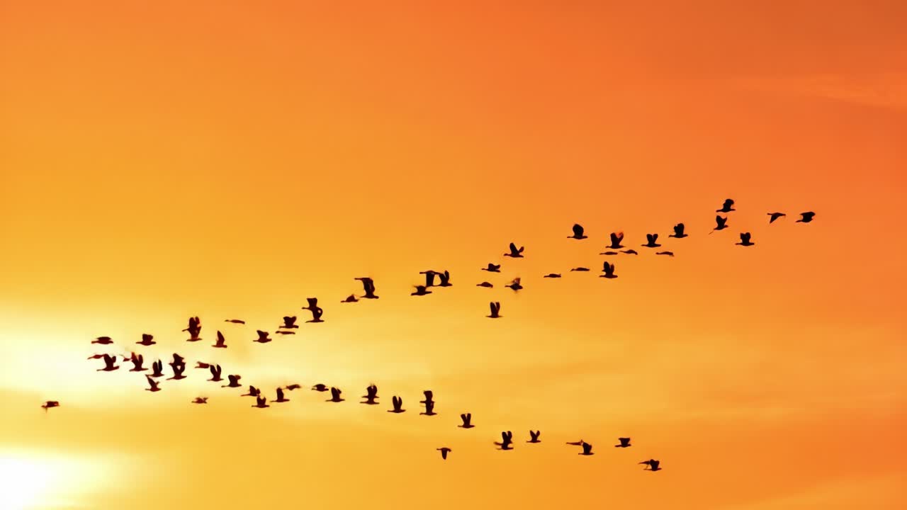 A Spectacular Formation of Birds in Flight Across a Vibrant Orange Sunset Sky with Soft Cloud Textures Creating a Serene Natural Setting