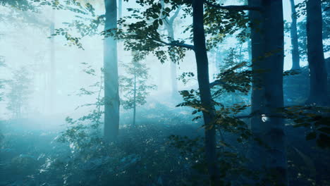 morning-fog-in-deep-forest