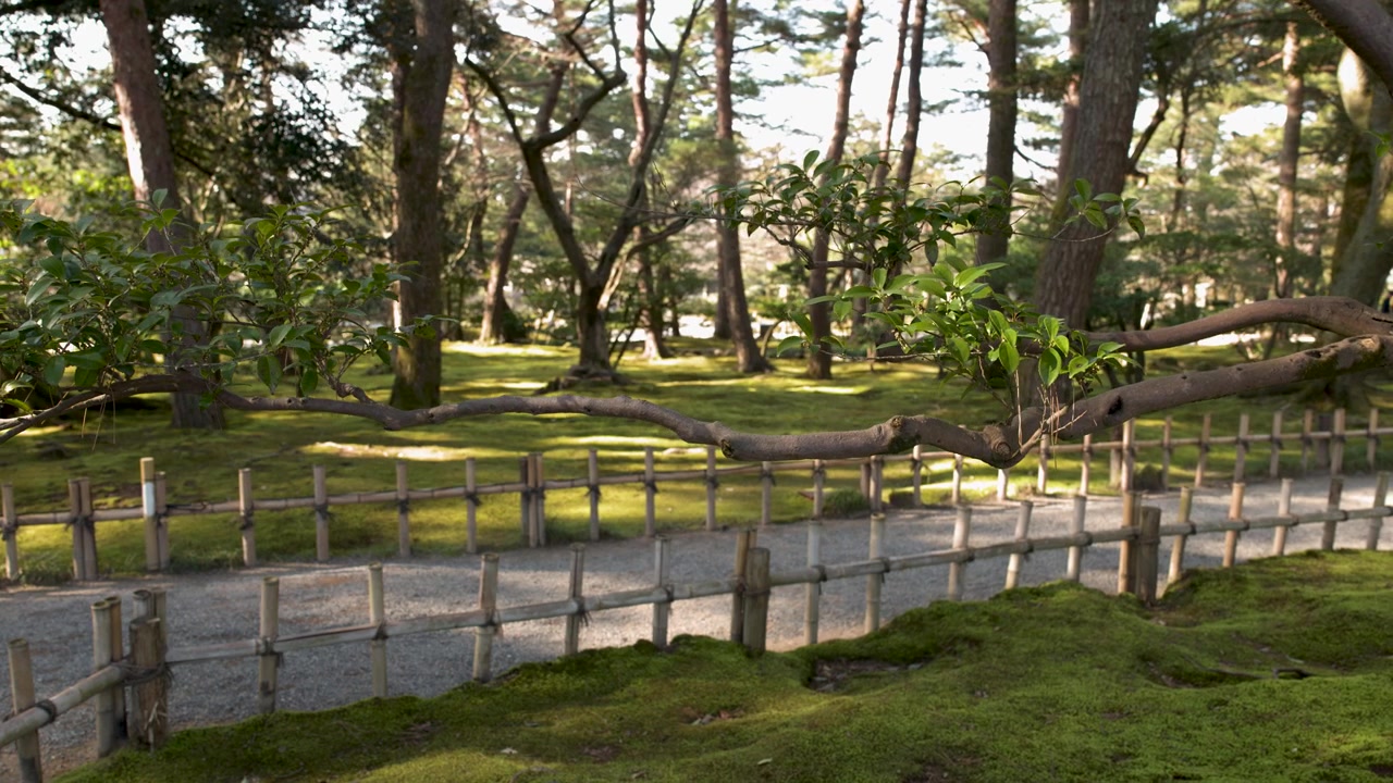 固定された広角ショットが、松の木々の間から苔むした庭の小道に差し込む日差しを捉える。