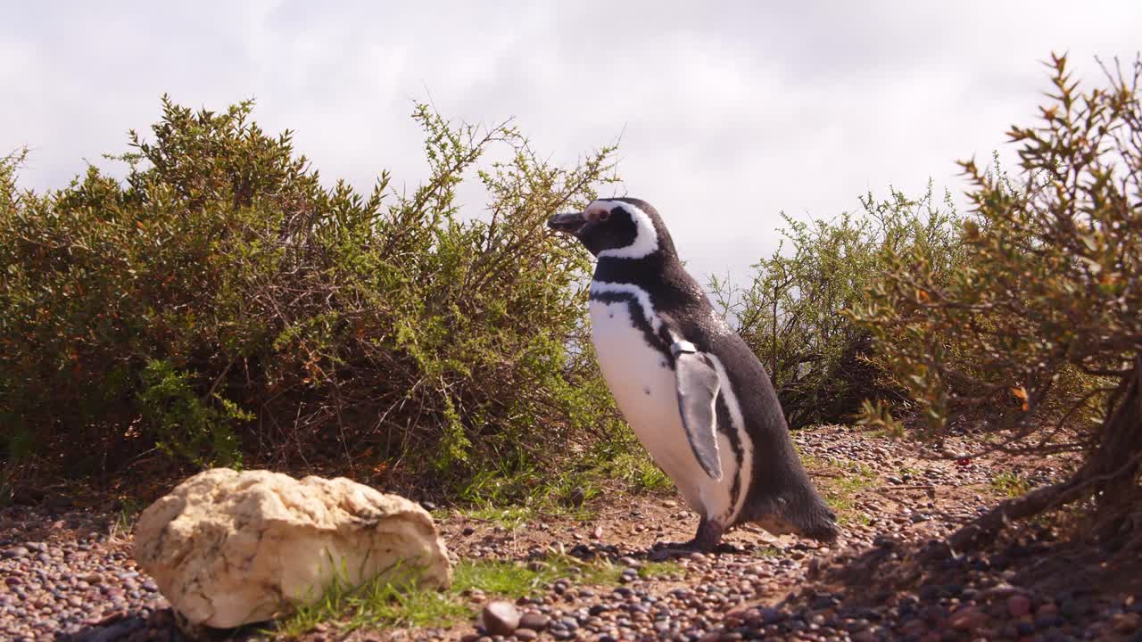 pingüino magallán de pie entre los arbustos y mirando a su alrededor en punta tombo, patagonia
