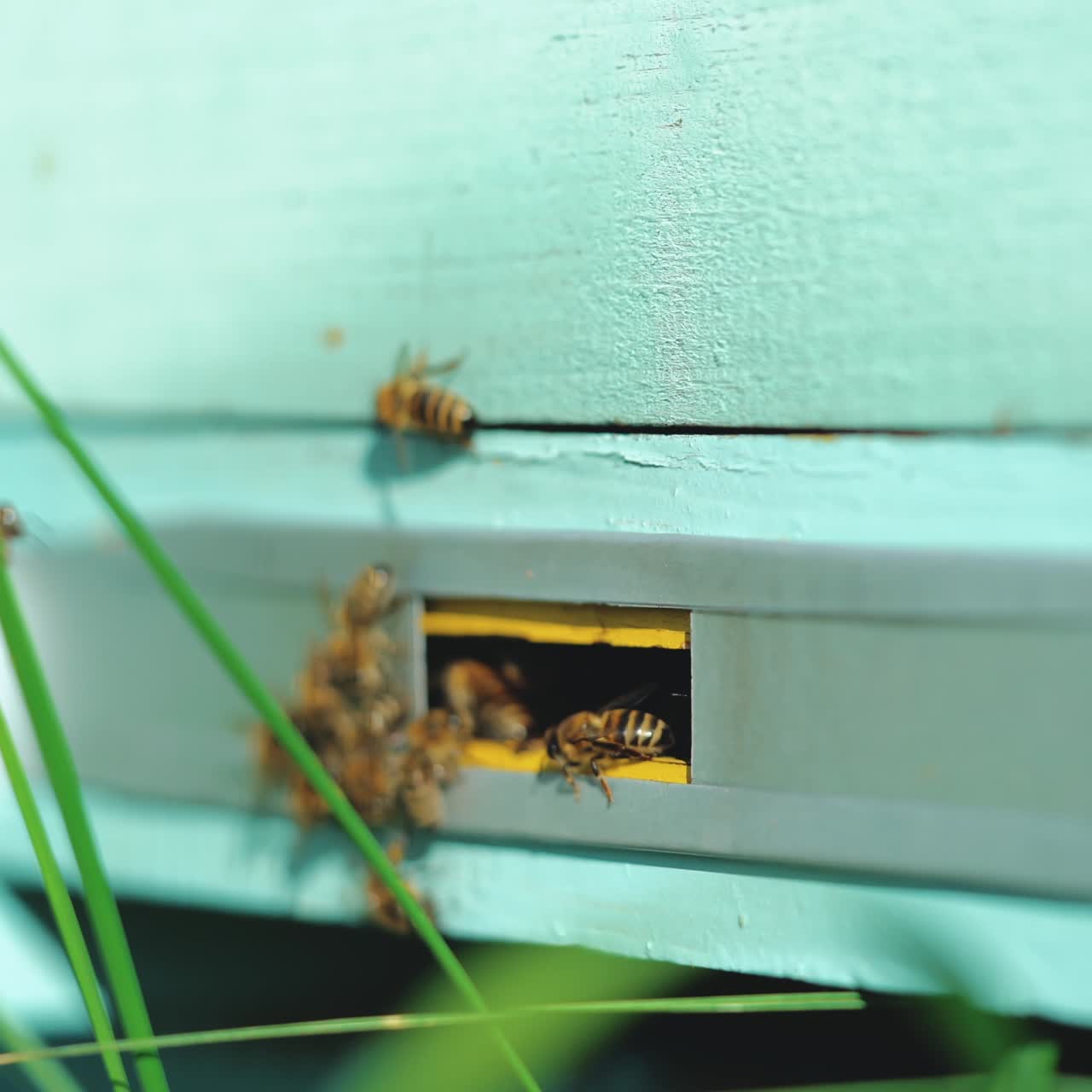 Hives in an apiary. Honey bees swarming and flying around their beehive. Bees defending