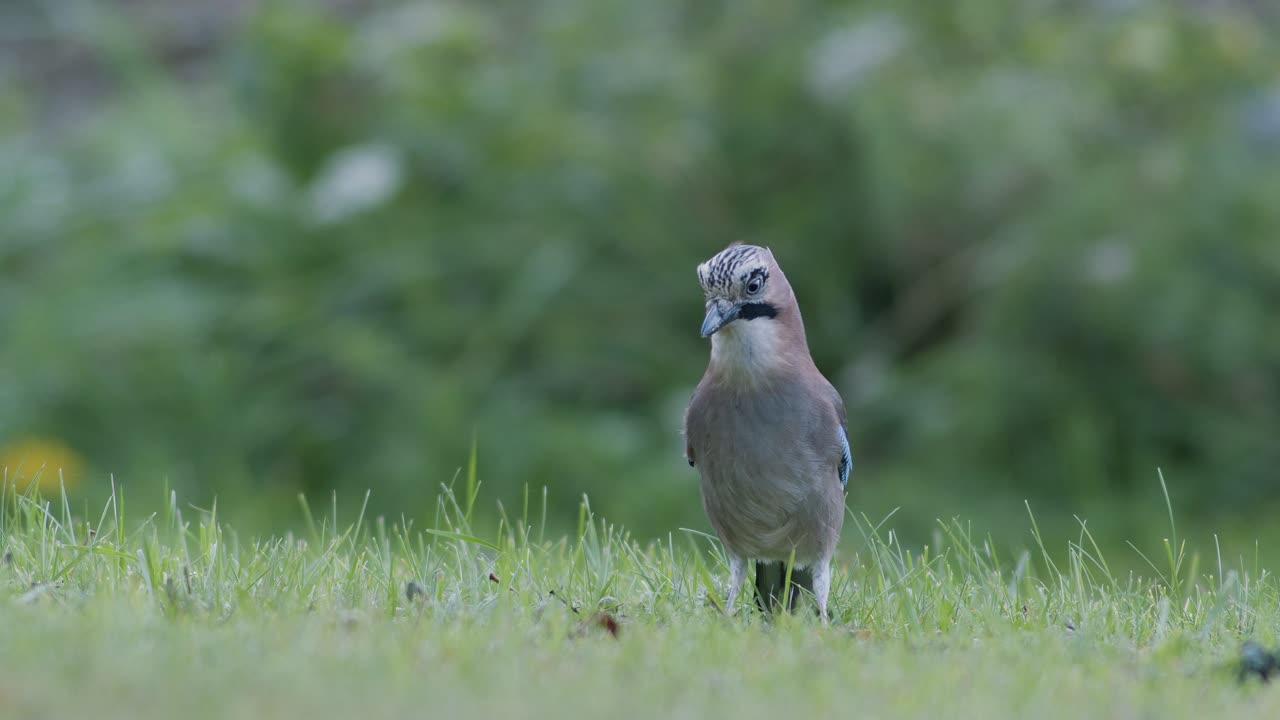 유라시아 어치는 겨울 동안 도토리를 따서 삼킨다.