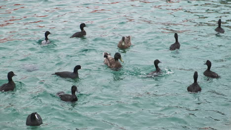 Ducks-swimming-and-diving-in-bright-aqua-blue-water