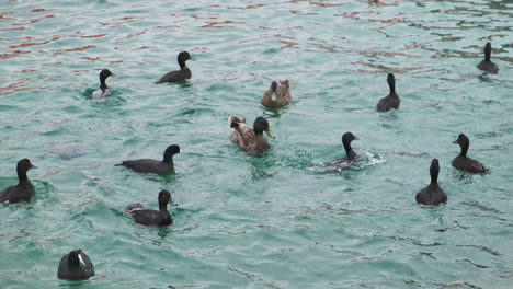 ducks swimming and diving in bright aqua blue water