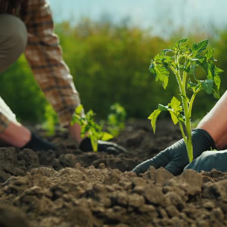 two farmers plant tomato seedlings in a field 1