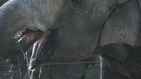 Elephant-drinking-water,-wildlife-animals-in-their-natural-habitat,-close-up-shot