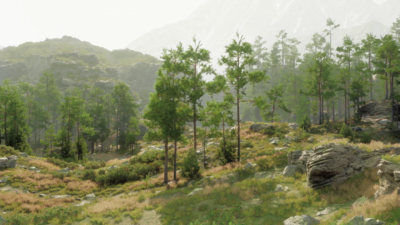 소나무 와 바위 언덕 이 있는 안개 숲