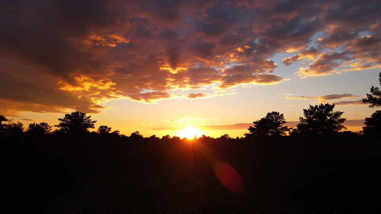 Cielo drammatico al tramonto dorato su un paesaggio di pineta in silhouette.