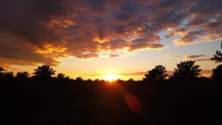 Cielo drammatico al tramonto dorato su un paesaggio di pineta in silhouette.