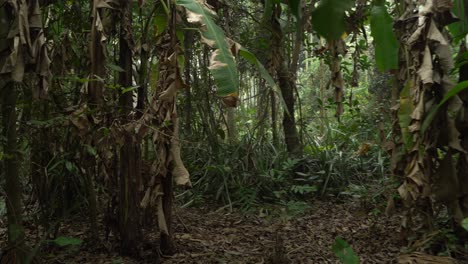 disparo de movimiento de verde profundo dentro del bosque