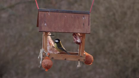 a hanging wooden bird house of a hungry great tit - medium shot