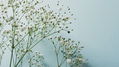 Video-of-multiple-white-flowers-and-copy-space-on-blue-background