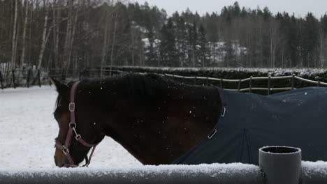 horse with bridle and coat in outdoor paddock with two horses, snowy winter day