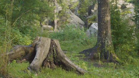 forest scene with stump and rocks