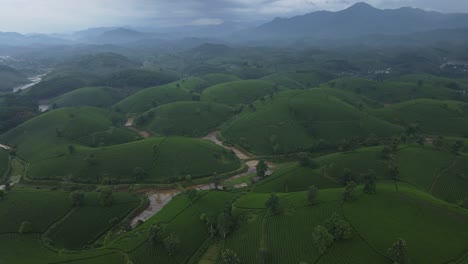 tea plantation valley hills cultivation agriculture countryside vietnam long coc aerial drone