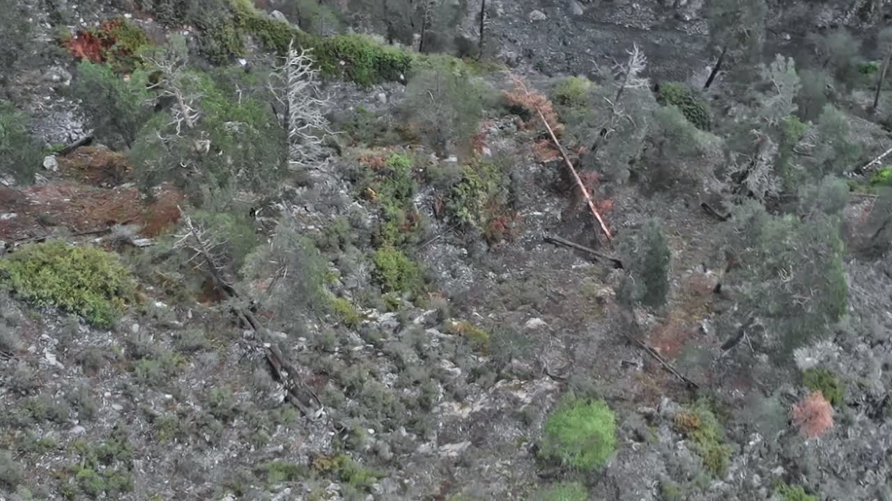 Paesaggio forestale in Georgia con alberi e terreno roccioso di giorno.