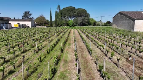 Young-grapevines-in-the-town-of-Vignonet-France-east-of-Bordeaux-France,-Aerial-dolly-right-shot