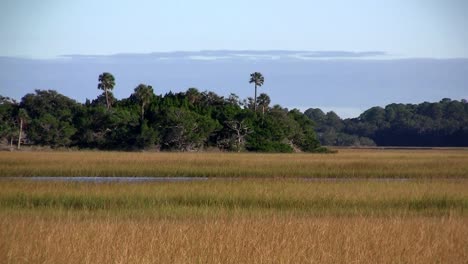 a salt marsh near st augustine florida 3