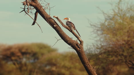 red-billed hornbill perched on a branch