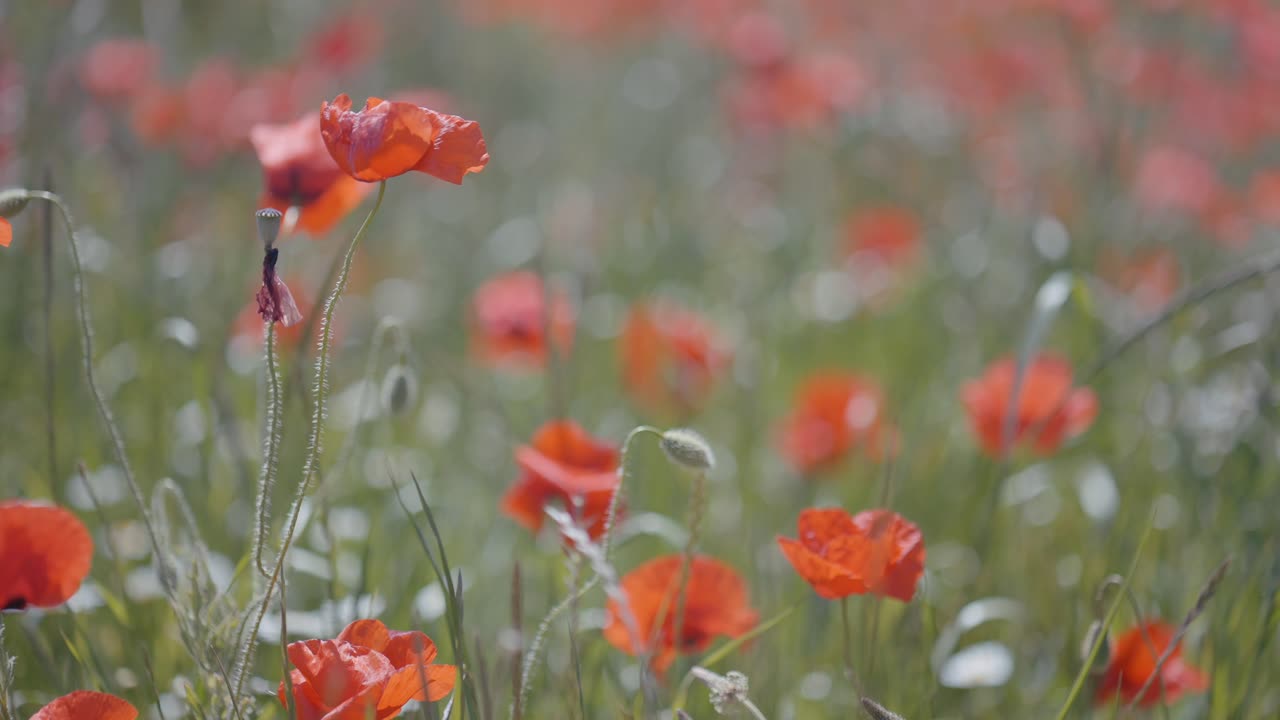 el campo de amapolas en flor
