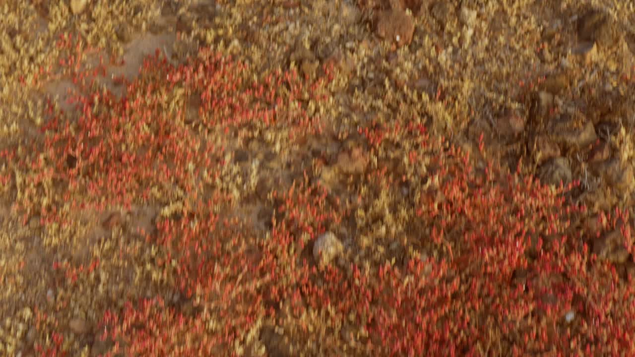 테네리페의 건조한 식물 위에서 산을 고 있는 샌달을 입은 사람의 빈곤