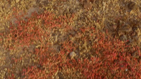 pov de persona con sandalias caminando cuesta arriba en la vegetación seca en tenerife