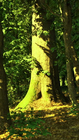 forest with sunlight filtering through trees creating a serene atmosphere