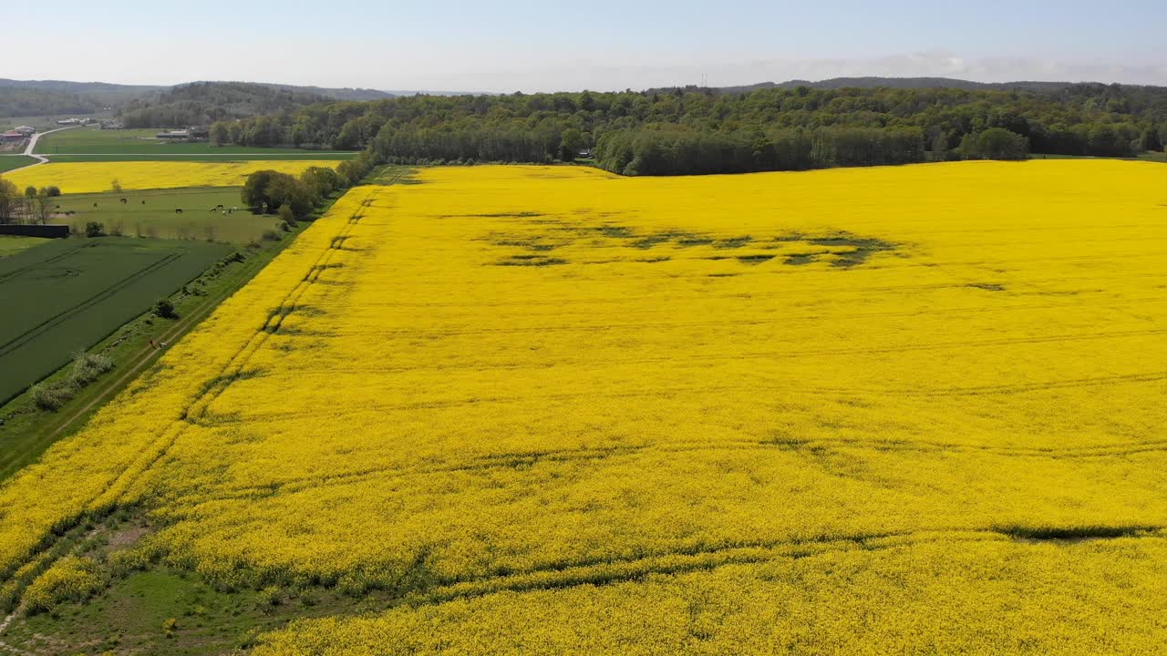 imágenes de drones de colza desde arriba de hermosos cultivos amarillos que crecen en un campo en las tierras de cultivo de suecia