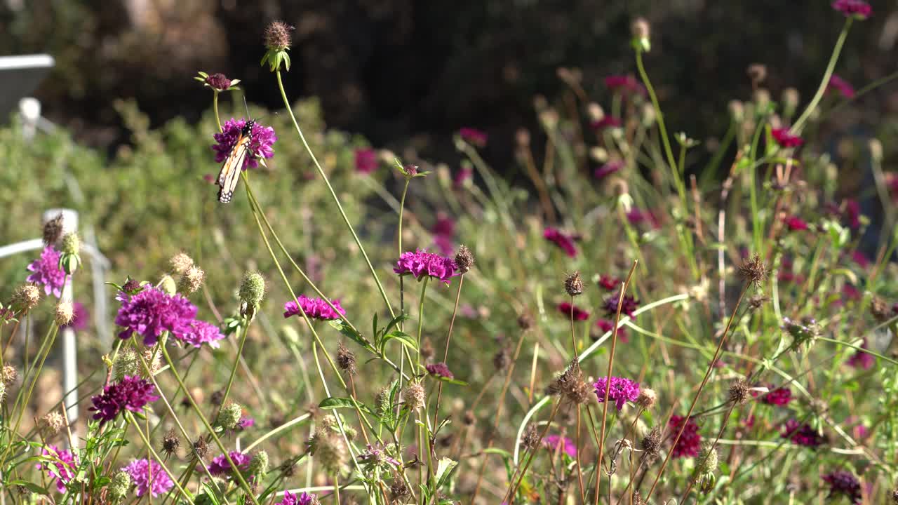 4k의 바둑 나비 정원. 밝고 화려한