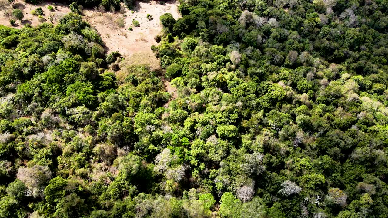 Vista drone - Foresta africana - Incendio nella savana africana