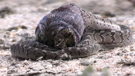 dasypeltis scabra, primer plano