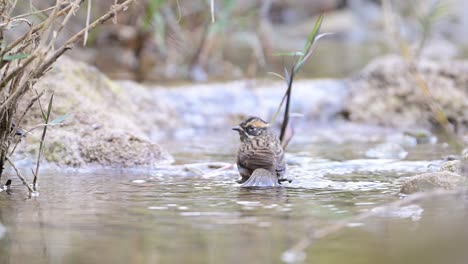 rufous-breasted accentor taking a quick birdbath in a water stream