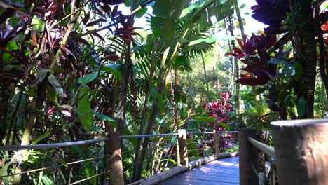 jardín botánico tropical en hilo - isla grande de hawai'i