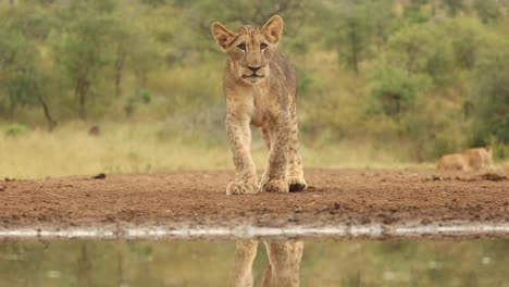 Clip-Auf-Augenhöhe-Eines-Löwenjungen,-Der-Ein-Wasserloch-In-Kwa-Zulu-Natal,-Südafrika,-Anläuft