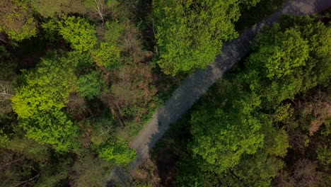 Blick-Von-Oben-Nach-Unten-Auf-Den-Weg-Durch-Den-Wald-Mit-Vielen-Bäumen