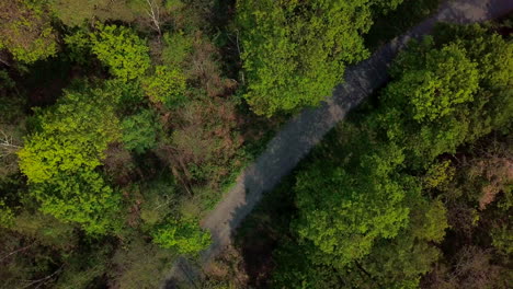 vista de arriba hacia abajo del camino a través del bosque con muchos árboles